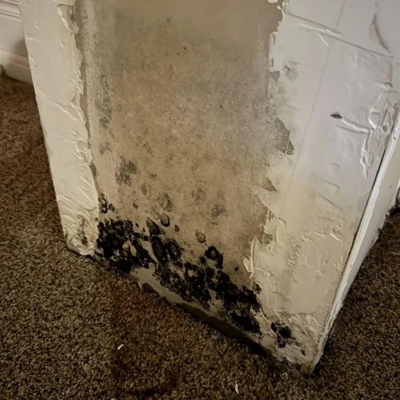 Professional Mold Removal in Lowellville, OH